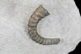 Plate Of Devonian Ammonites (Anetoceras) - Morocco #87254-3